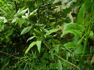 DSCN0904