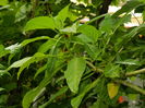 DSCN0906