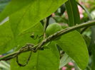 DSCN0921 passiflora