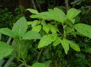 DSCN0928