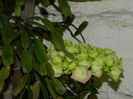 DSCN0953
