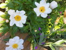 Krinkled White