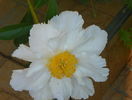 Krinkled White