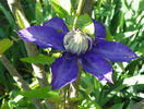 Multi Blue
