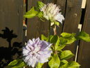 Belle of Woking