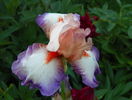 Poesie