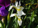 sibirica Butter and Sugar