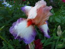 Poesie