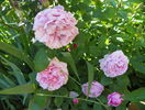 Mary Rose