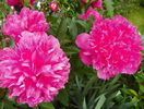 Edulis Superba