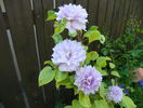 Belle of Woking