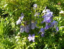 Mrs Chalmondeley