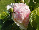 Raspberry Sundae