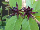 calycanthus floridus