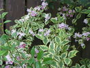weigela florida variegata