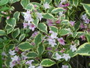 weigela florida variegata