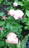 IMG_20160531_202041[1]