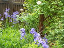 pallida si sibirica Blue King