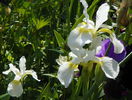 sibirica Butter and Sugar