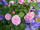 Mary Rose