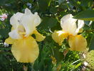Glacier Gold