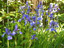 sibirica Blue King