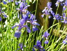 sibirica Blue King
