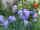 pallida