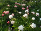 DSCF8838