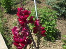 DSCF9016