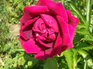 DSCF9020