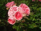 DSCF9021