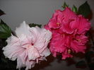 Classic Pink & Classic Rosa