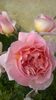 abraham darby