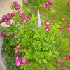 IMG_20160531_173049
