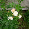 IMG_20160531_173122