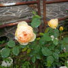 IMG_20160531_173218