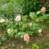 IMG_20160531_173418