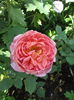 Boscobel • Auscousin 152