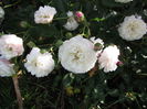 Little White Pet 155