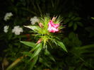 Dianthus barbatus (2016, May 27)