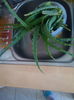 Aloe ptr. macerat 2
