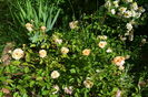 Buff Beauty_multumesc Sanflora !