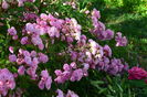 heavenly Pink
