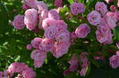 Heavenly Pink