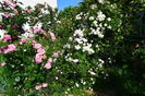 Coral Dawn si Felicitee et Perpetue