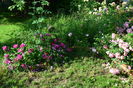 Rosa galica oficinalis