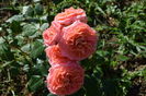 Mamie Ditiere