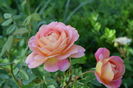 Lady of Shalote