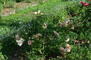 Concerto 94 plantat in toamna...